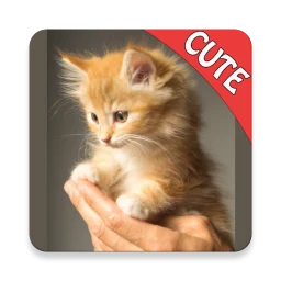 Ikon Lucu Kucing Memory matching
